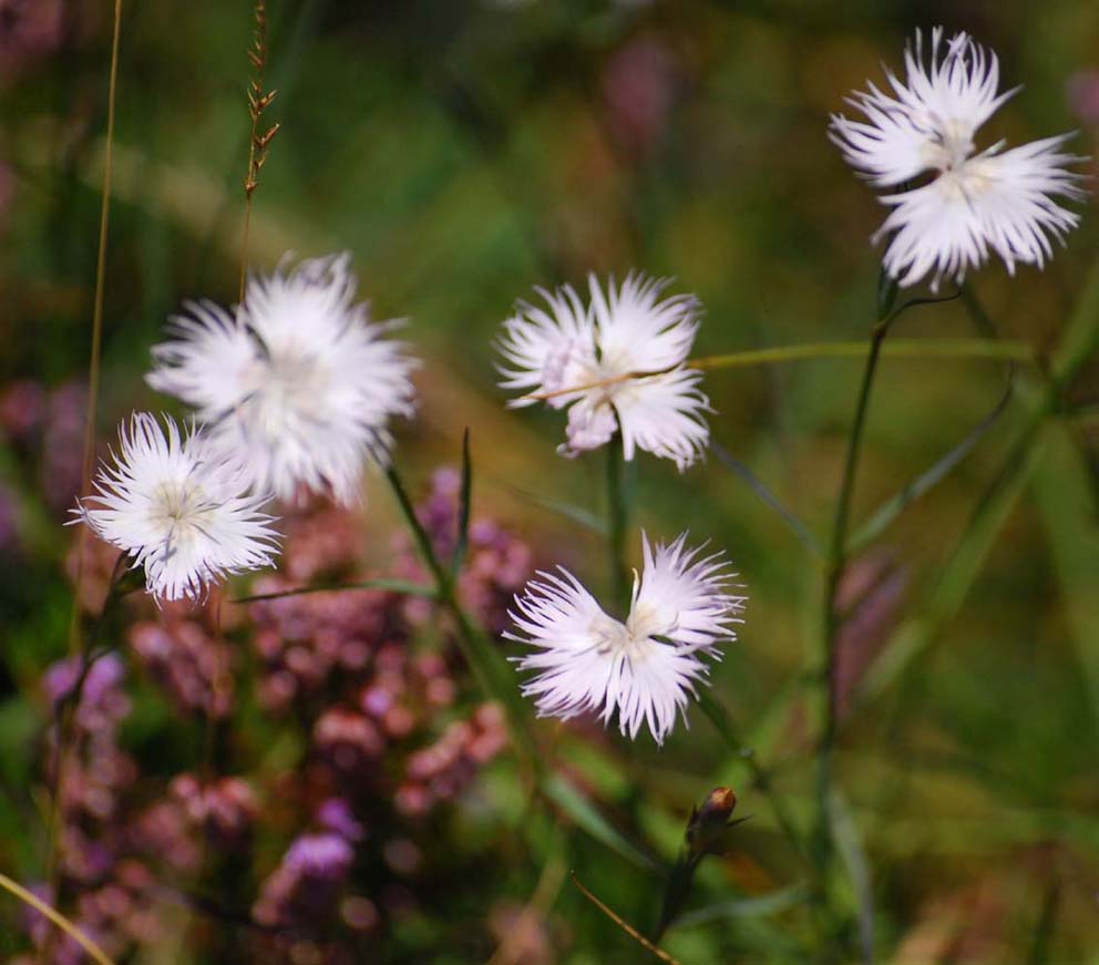 sempre da Campocecina Dianthus monspessulanus